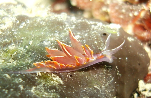 Hermaea variopicta (Costa, 1869)